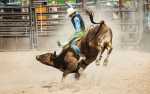 Image for Humpz & Horns Memorial Rodeo
