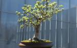 Image for (SOLD OUT) Bonsai for Beginners Workshop