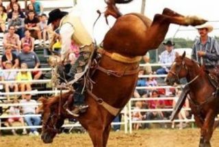 Image for PROFESSIONAL RODEO