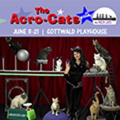 Image for The Amazing Acro-cats