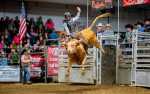 Image for Bull Riding