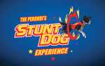 Image for Stunt Dogs Experience