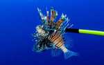 Image for Lionfish Derby