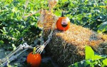 Image for Gourds, Goblets and Ghouls Festival - Sat. Oct. 16th