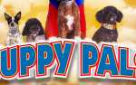 Puppy Pals, Live!