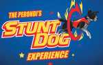 Stunt Dog Experience