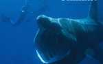 Science On Tap - Summer of the Sharks: Studying Ocean Predators
