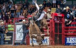 Image for Red Wilk Construction Tuff Hedeman Bull Bash