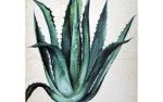 Image for Agave! Mezcal Tasting and Gallery Walkthrough Featuring  Del Maguey Mezcal, Thursday, February 3, 6 p.m. to 8 p.m.