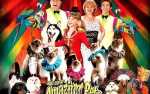Image for Amazing Pets Show