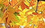 Image for Fall Foliage Express!