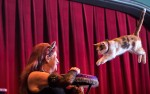 Image for Rock Cats Rescue presents The Amazing Acro-Cats **NEW DATE**