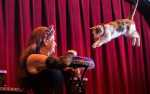 Image for Rock Cats Rescue presents The Amazing Acro-Cats **NEW DATE**
