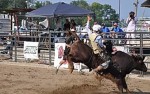 Image for BULL RIDING