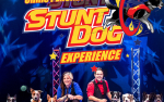 Image for Perondi's Stunt Dogs
