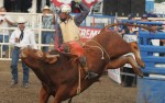 Image for BULL RIDING COMPETITION