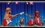 Image for Rock For Paws with Wild Stallions, SuperMoon, Desiato, & Mixed Martial Audio