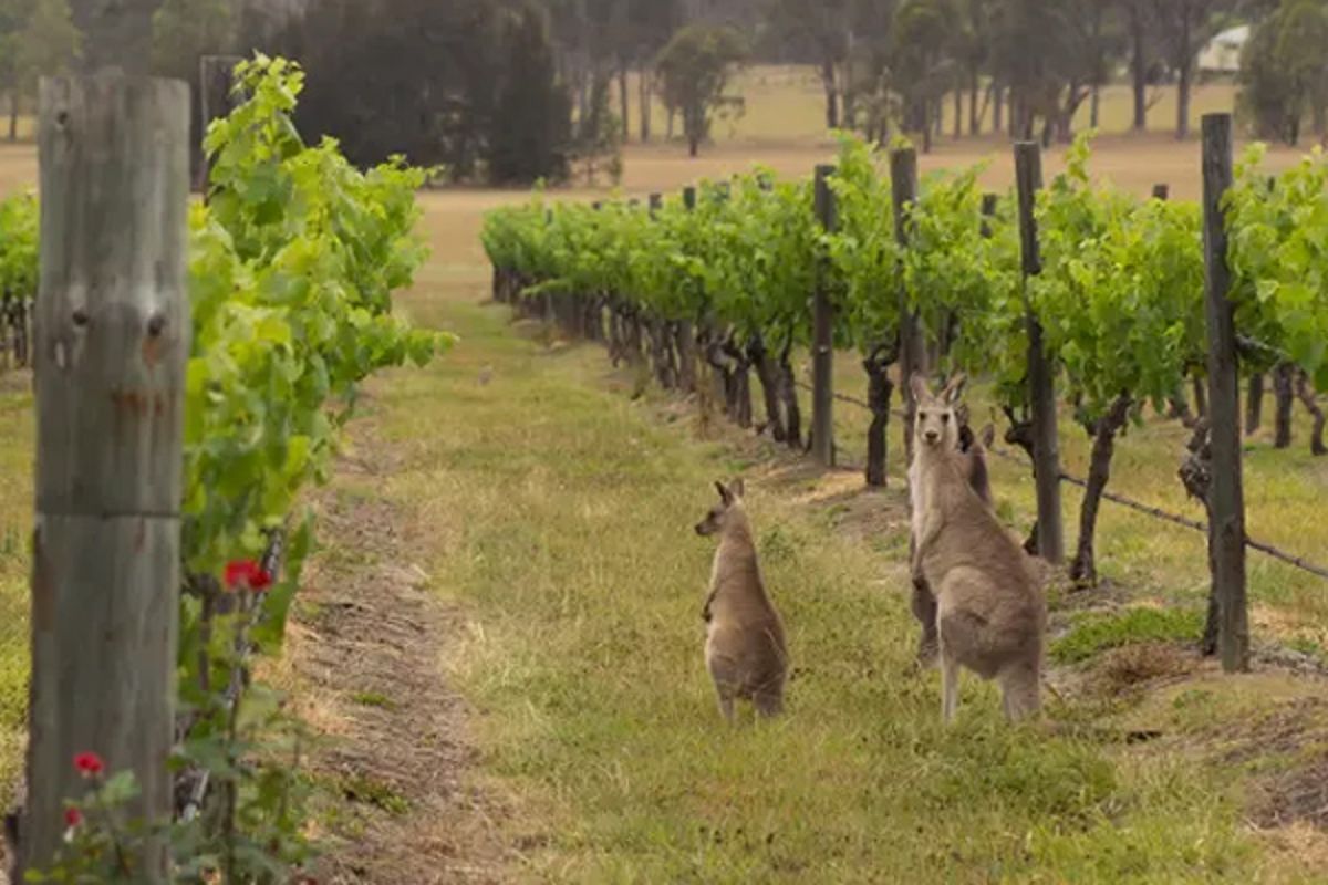 Wine Tasting Dinner: Summer Down Under - Wines Of Australia