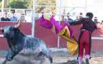 Portuguese Bloodless Bullfights