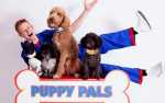 Image for Puppy Pals Live from America's Got Talent